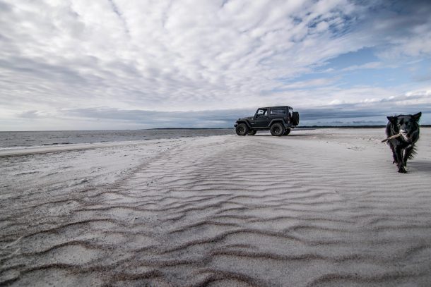 Jeep dog at the beach